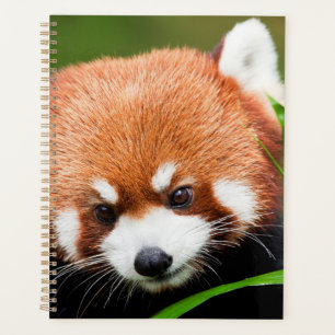 Cute Red Panda Planner