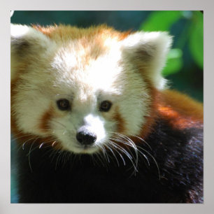 Cute Red Panda Poster
