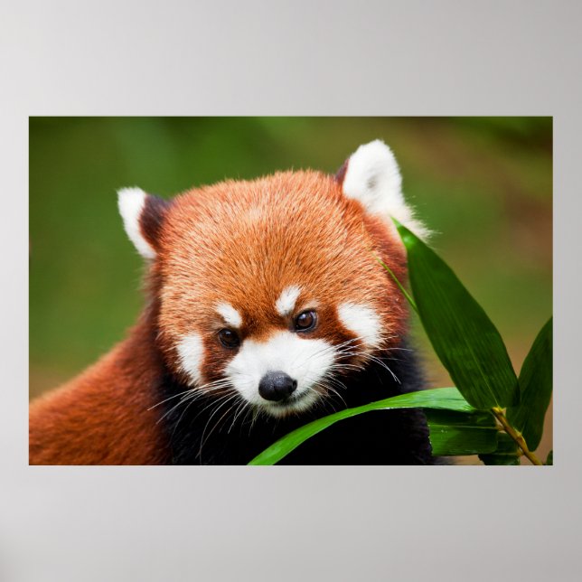 Cute Red Panda Poster (Front)