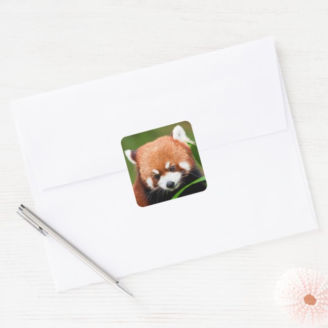 Cute Red Panda Square Sticker (Envelope)