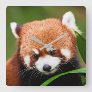 Cute Red Panda Square Wall Clock