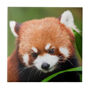 Cute Red Panda Tile