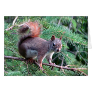 Cute Red Squirrel Card