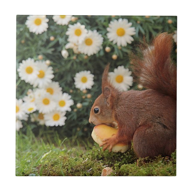Cute Red Squirrel Daisies Ceramic Tile (Front)