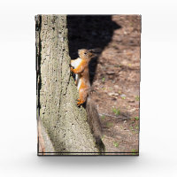 Cute red squirrel on a tree