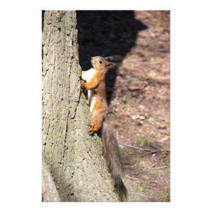 Cute red squirrel on a tree photo print
