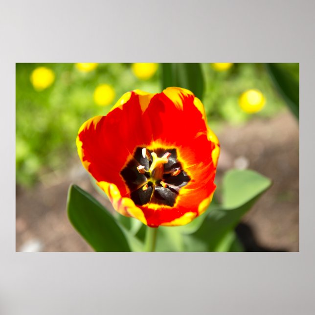 Cute Red Tulip Photo Poster (Front)