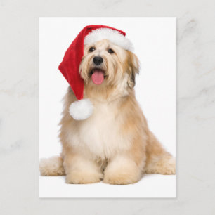 Cute Reddish Sitting Christmas Havanese Puppy Holiday Postcard