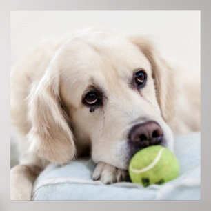 Cute Retriever Dog poster