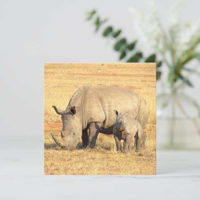 Cute rhinoceros in africa  (Standing Front)