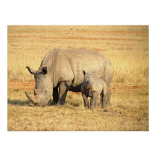 Cute rhinoceros in africa poster