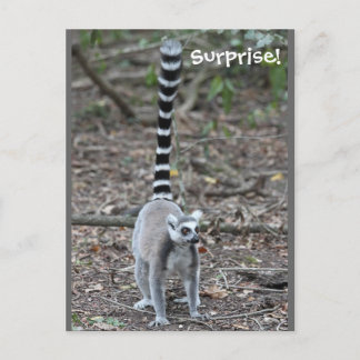 Cute Ring-Tailed Lemur Photo Postcard