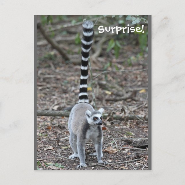 Cute Ring-Tailed Lemur Photo Postcard (Front)