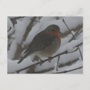 Cute Robin Close Up in Snow DIY Postcard