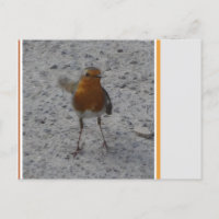 Cute Robin DIY Postcard