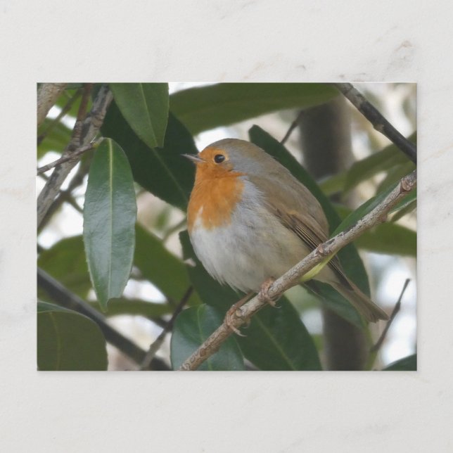 Cute Robin & Green Leaves DIY Postcard (Front)