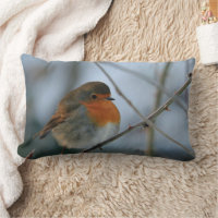 Cute Robin red breast bird photo
