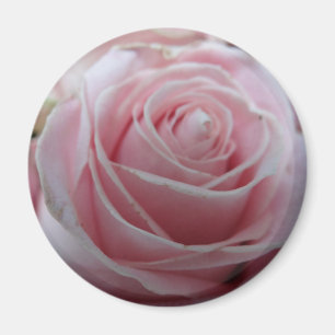 Cute Rose Flower Magnet