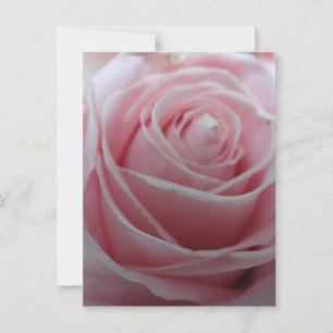 Cute Rose Flower Postcard