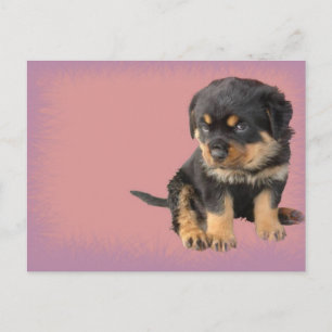 Cute Rottweiler Birthday Postcard