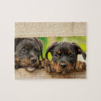 Cute Rottweiler Puppies Dog Animal Nature