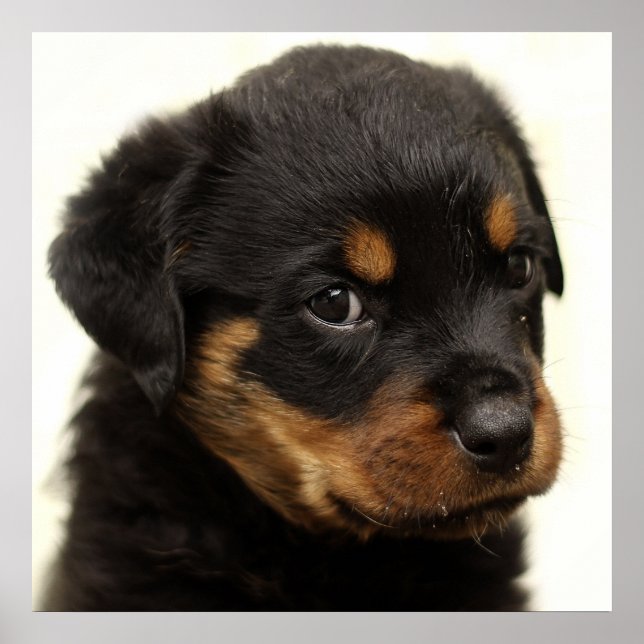 Cute rottweiler puppy poster (Front)