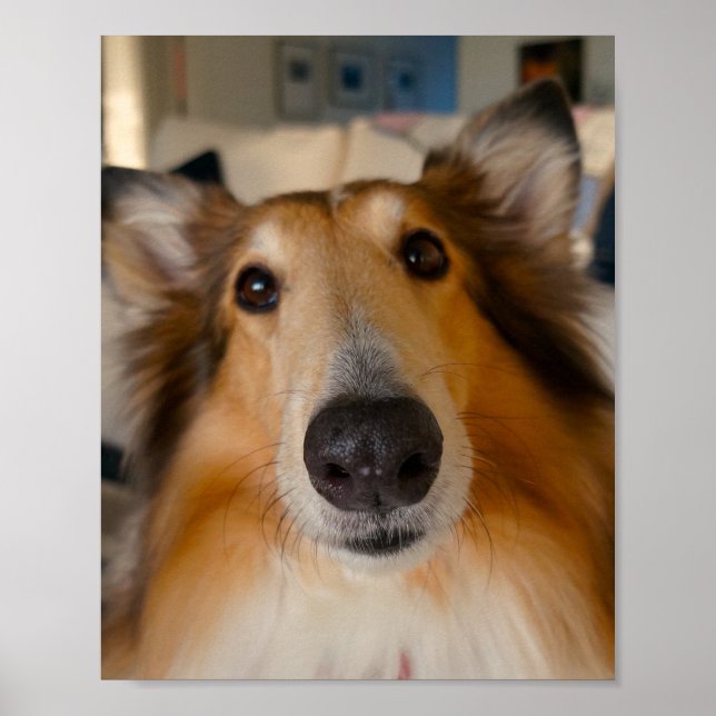 Cute rough collie poster (Front)