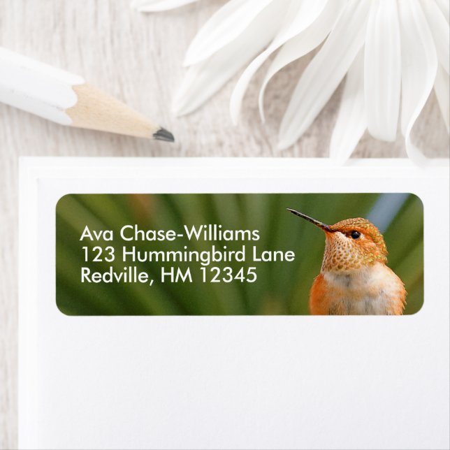 Cute Rufous Hummingbird at Rest (Insitu)