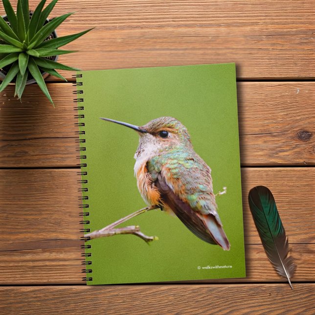 Cute Rufous Hummingbird on California Lilac Spiral Notebook (Rufous Hummingbird on the California Lilac Journal Cover Photo)