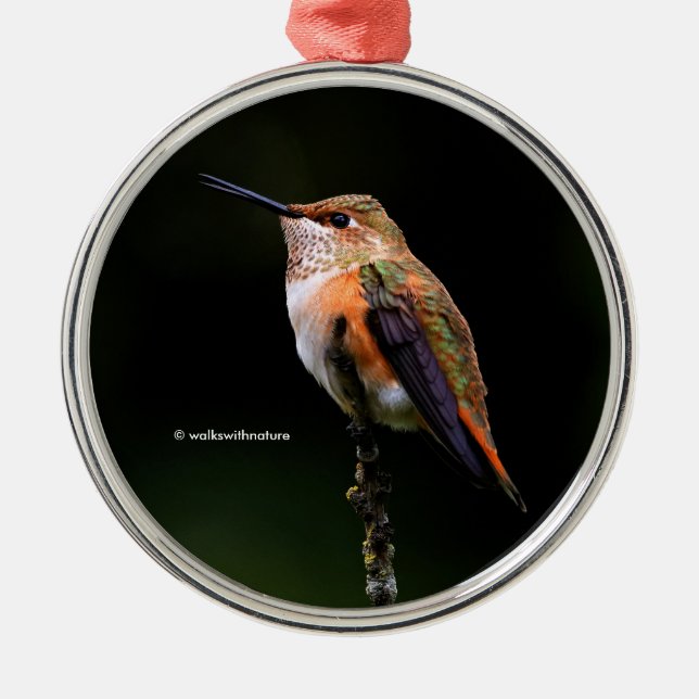 Cute Rufous Hummingbird on Fruit Tree Metal Tree Decoration (Front)