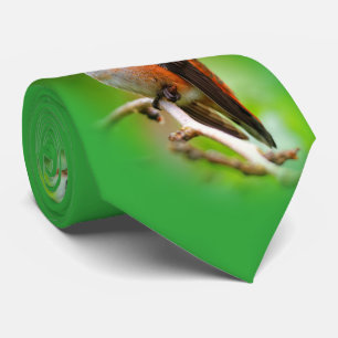 Cute Rufous Hummingbird on Plum Tree Branch Tie