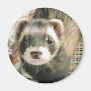 Cute Sable Ferret Magnet