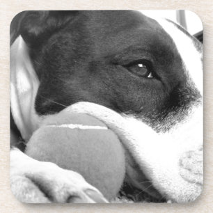 cute sad looking pitbull dog black white with ball coaster