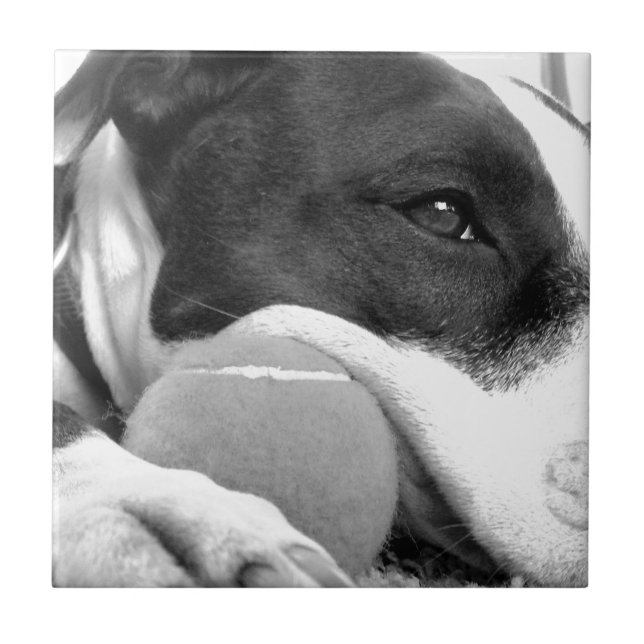 cute sad looking pitbull dog black white with ball tile (Front)