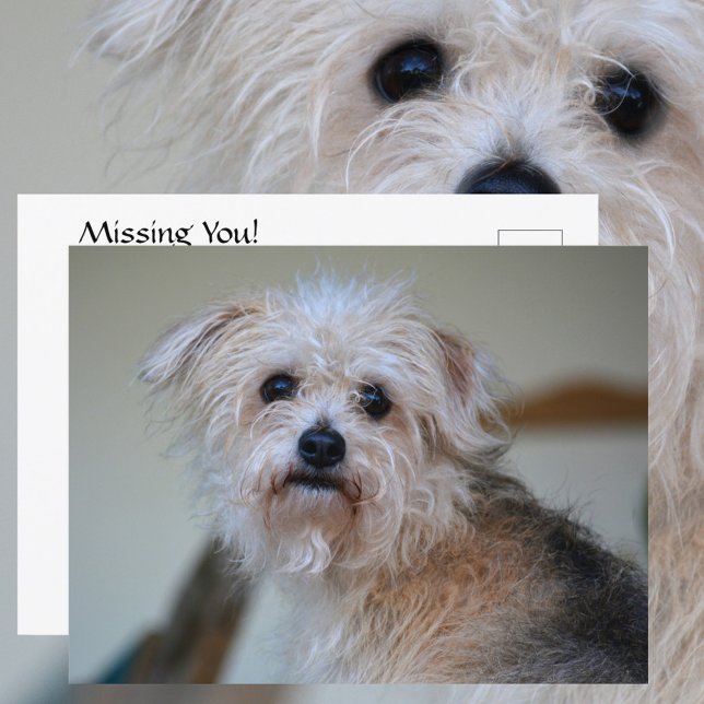 Cute Sad Scruffy Puppy Missing You Photographic Postcard (Creator Uploaded)