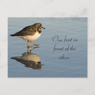 Cute Sadpiper Bird Motivational Postcard