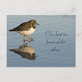 Cute Sadpiper Bird Motivational Postcard