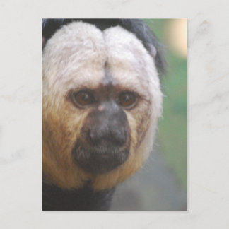 Cute Saki Monkey Postcard