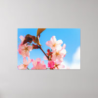 Cute Sakura Flowers Open To The Spring Sunshine