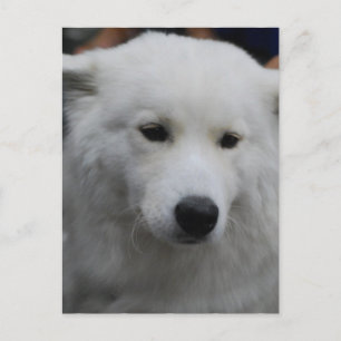 Cute Samoyed  Postcard