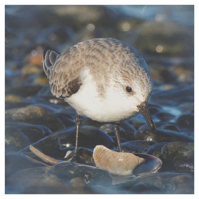 Cute Sanderling Sandpiper Shorebird Dines on Clam Fabric (Swatch)