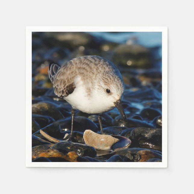 Cute Sanderling Sandpiper Shorebird Dines on Clam Napkin (Front)