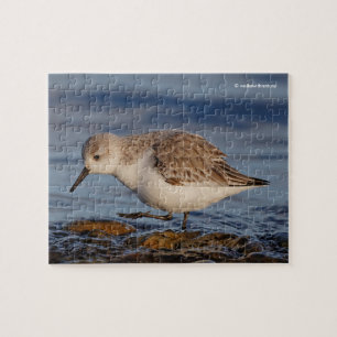 Cute Sanderling Sandpiper Strolls a Winter Beach Jigsaw Puzzle
