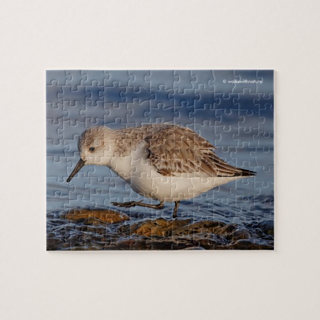 Cute Sanderling Sandpiper Strolls a Winter Beach Jigsaw Puzzle (Horizontal)