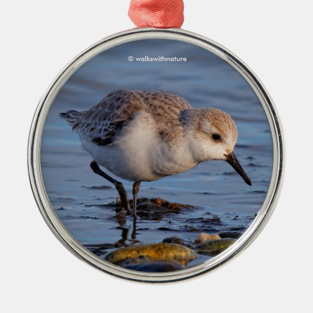Cute Sanderling Sandpiper Strolls a Winter Beach Metal Tree Decoration (Front)