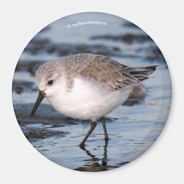 Cute Sanderling Sandpiper Wanders Winter Shores Magnet (Front)