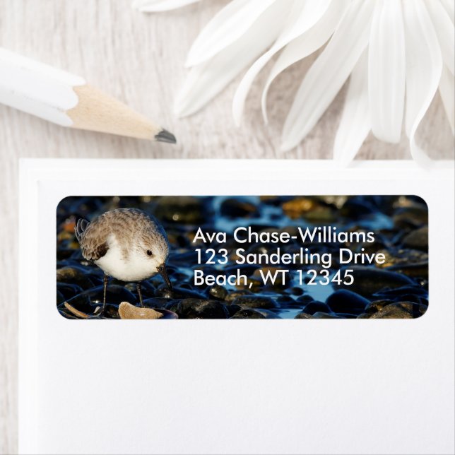 Cute Sanderling Shorebird Dines on Clam at Beach (Insitu)