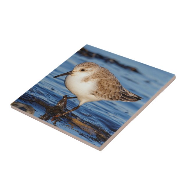 Cute Sanderling Wanders Wintry Shores Tile (Side)