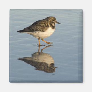 Cute Sandpiper Magnet