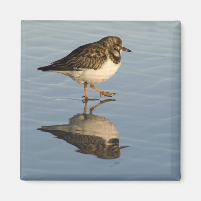 Cute Sandpiper Magnet (Front)